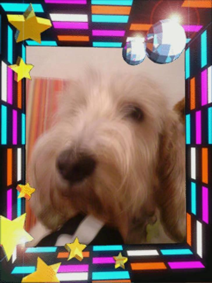 Petit basset griffon wendéen Bertha - Der kommer nye billeder snart  billede 10