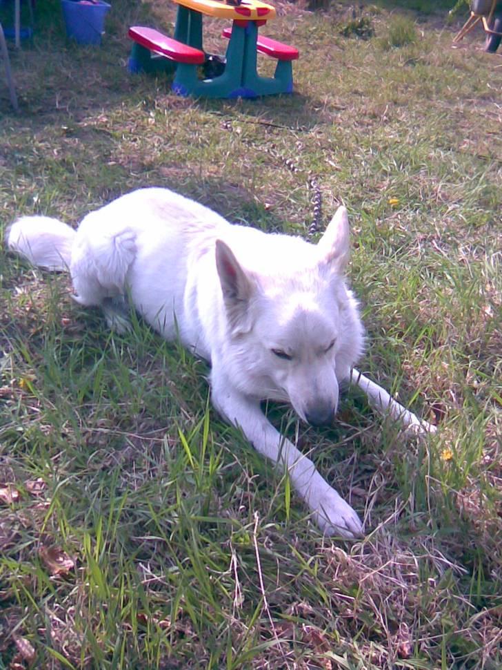 Hvid schæfer Bjørn billede 8