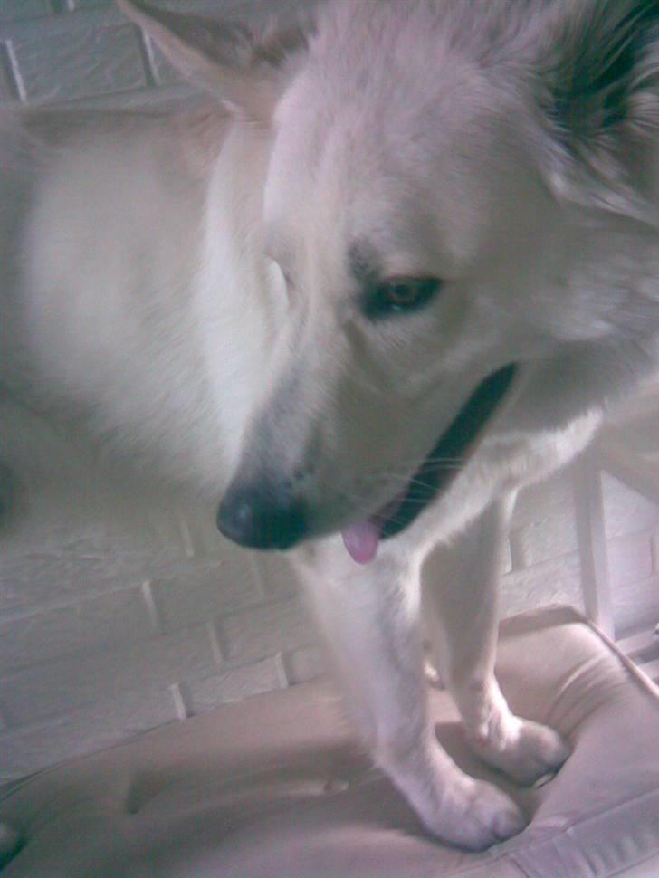 Hvid schæfer Bjørn billede 9