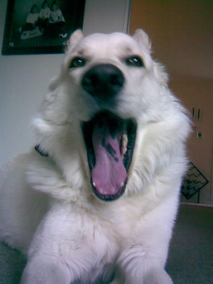 Hvid schæfer Bjørn billede 10