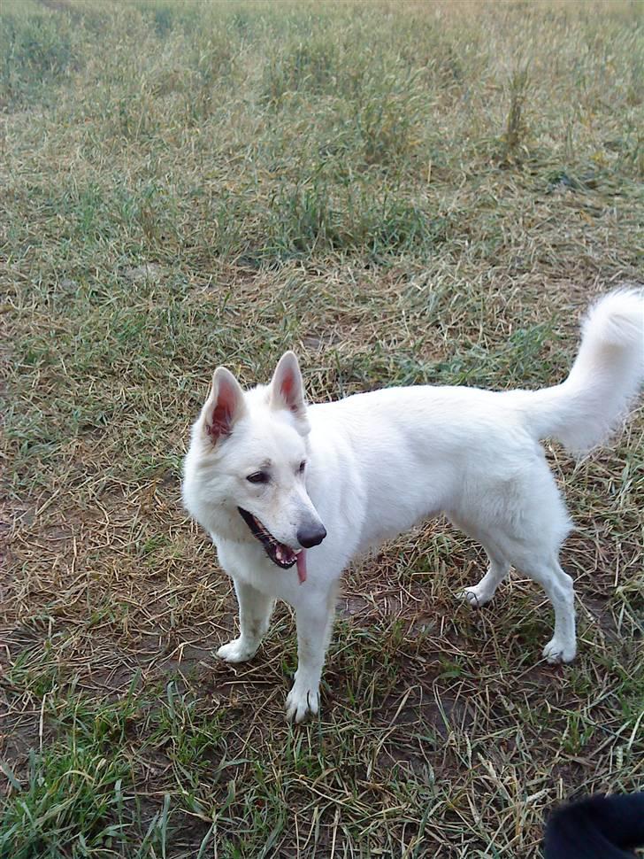 Hvid schæfer Bjørn billede 11