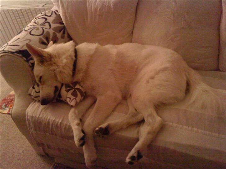 Hvid schæfer Bjørn billede 12