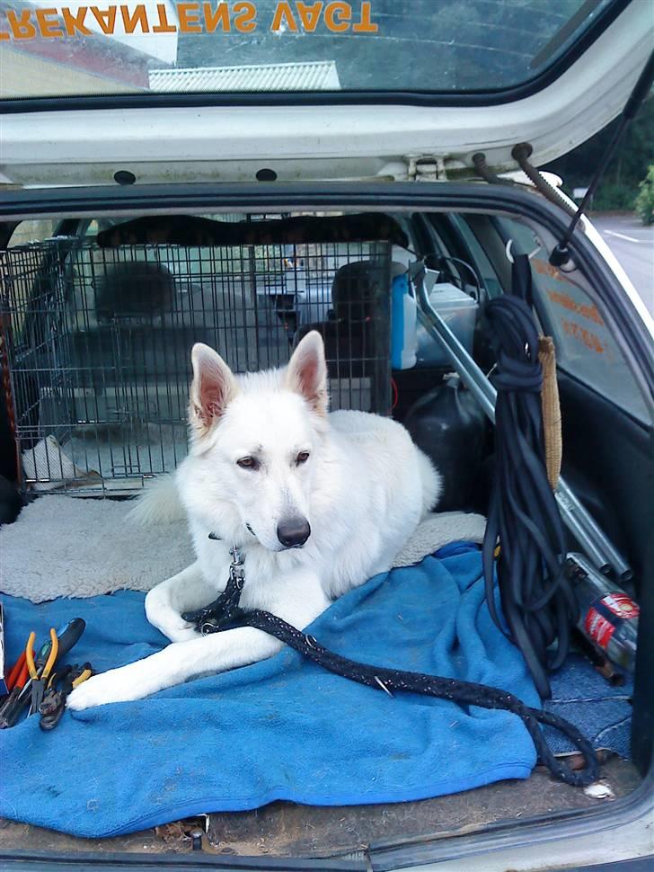 Hvid schæfer Bjørn billede 13