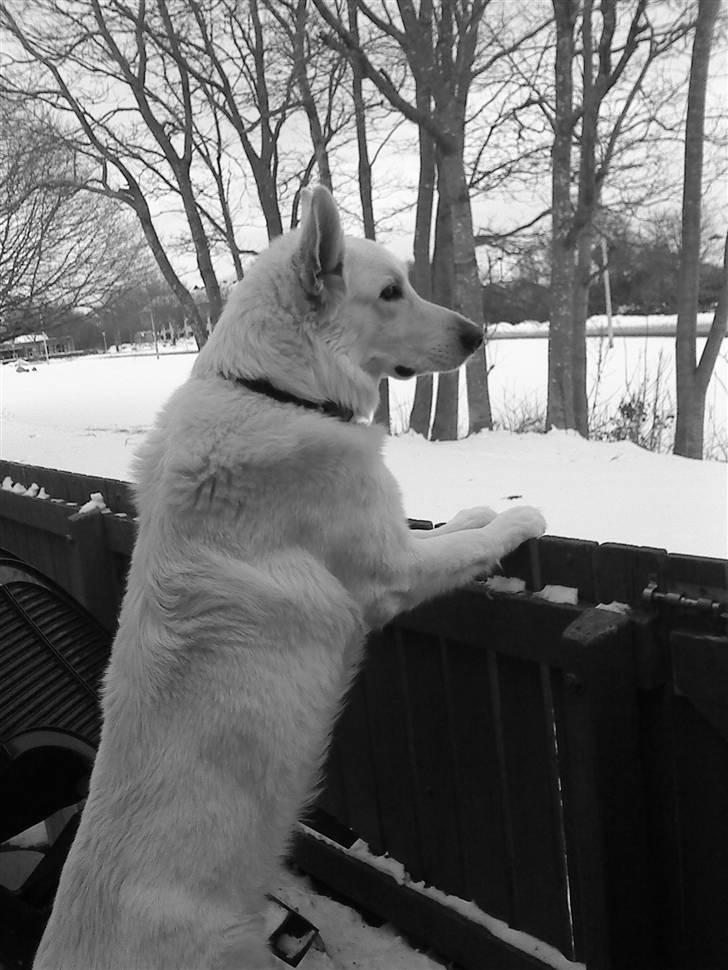 Hvid schæfer Bjørn billede 14
