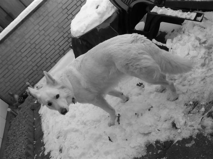 Hvid schæfer Bjørn billede 15