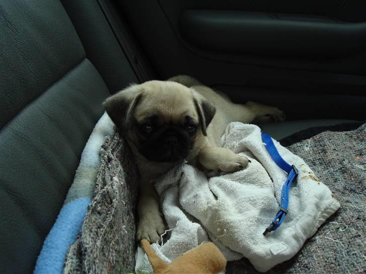 Mops Jackson *R.I.P* :'( - Så er vi på vej til hans nye hjem :) 29-07-10 billede 1