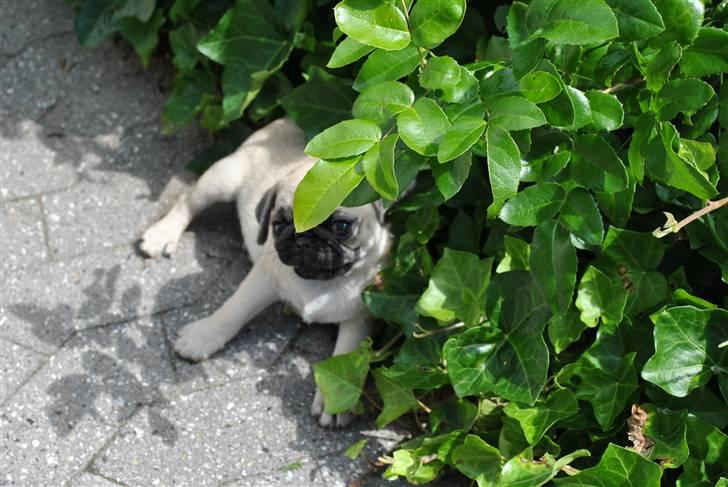 Mops Jackson *R.I.P* :'( - Vi slapper lige af under efeuen, inden turen går til Sønderjylland. 29-07-10 billede 2