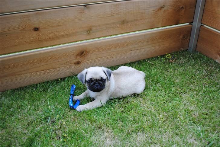 Mops Jackson *R.I.P* :'( - 29-07-10 billede 3