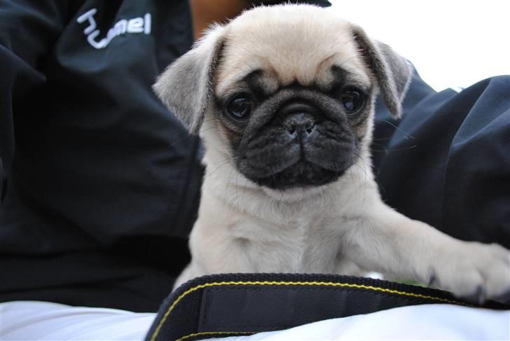 Mops Jackson *R.I.P* :'( - 29-07-10 billede 4