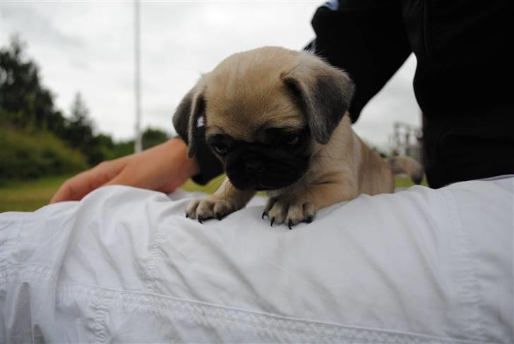 Mops Jackson *R.I.P* :'( - 29-07-10 billede 5