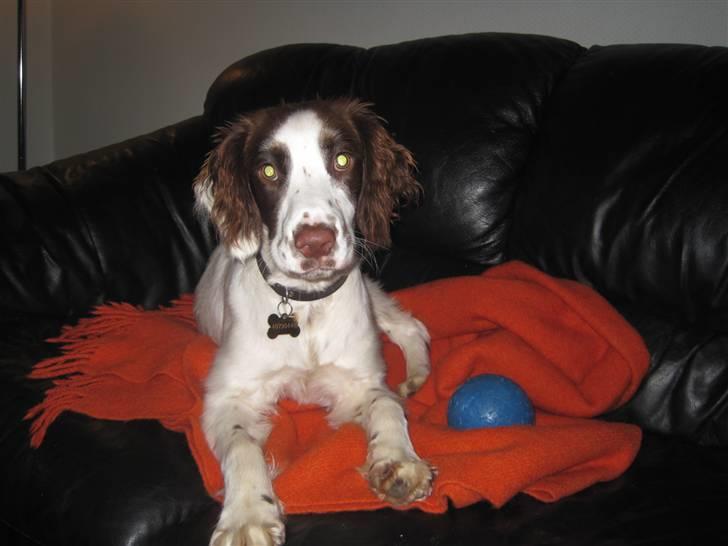 Engelsk springer spaniel - Messi. billede 15