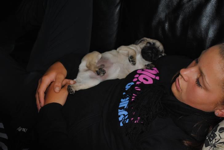 Mops Jackson *R.I.P* :'( - Så tager vi lige en lur. 30-07-10 billede 6