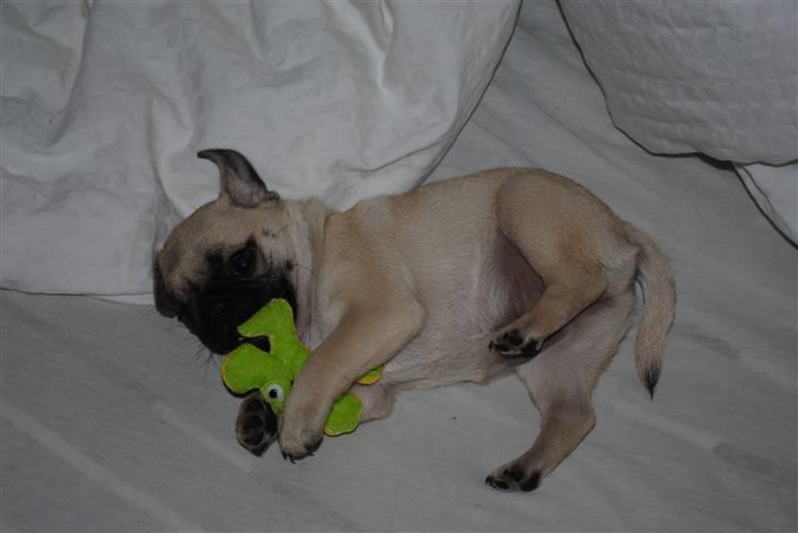 Mops Jackson *R.I.P* :'( - 31-07-10 billede 7