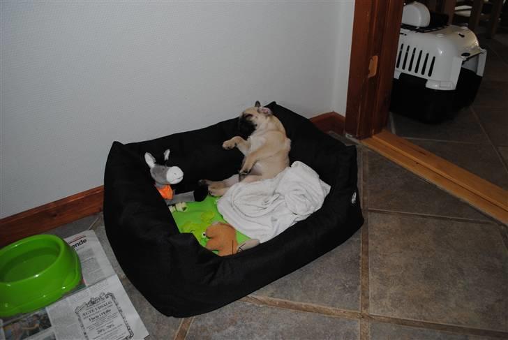 Mops Jackson *R.I.P* :'( - Han kan sove på de mest mærkelige måder. 31-07-10 billede 8