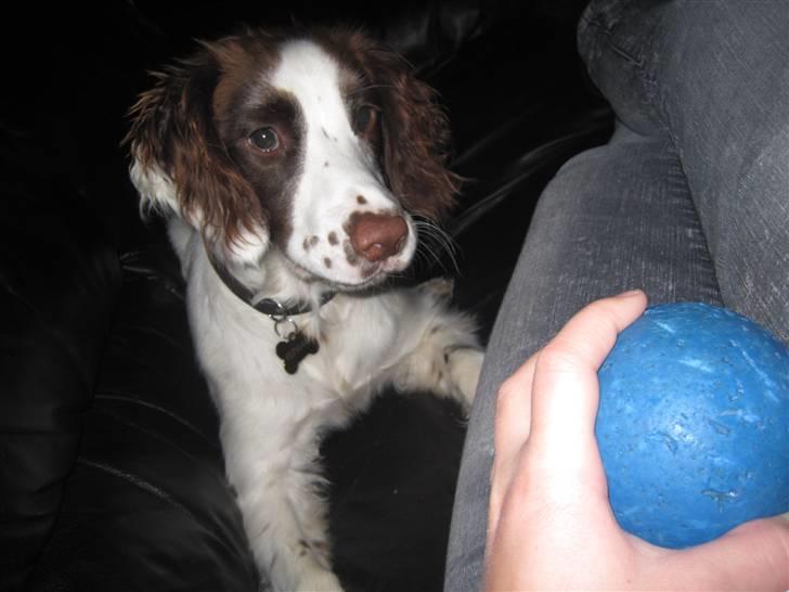 Engelsk springer spaniel - Messi. billede 16