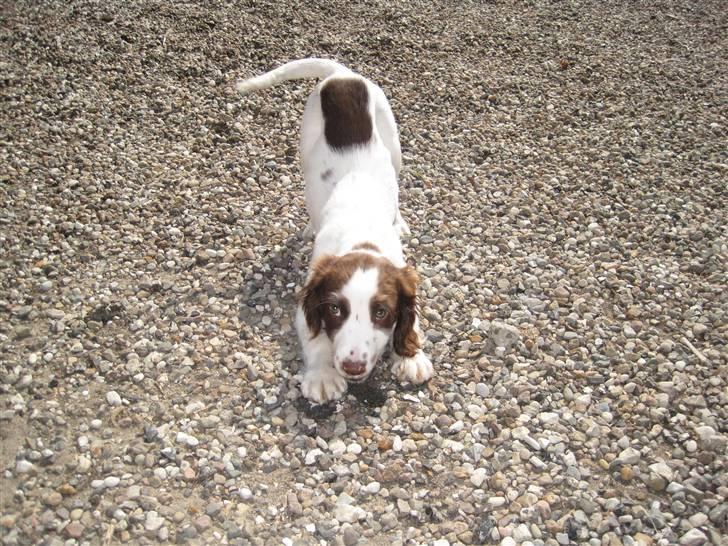 Engelsk springer spaniel - Messi. billede 17