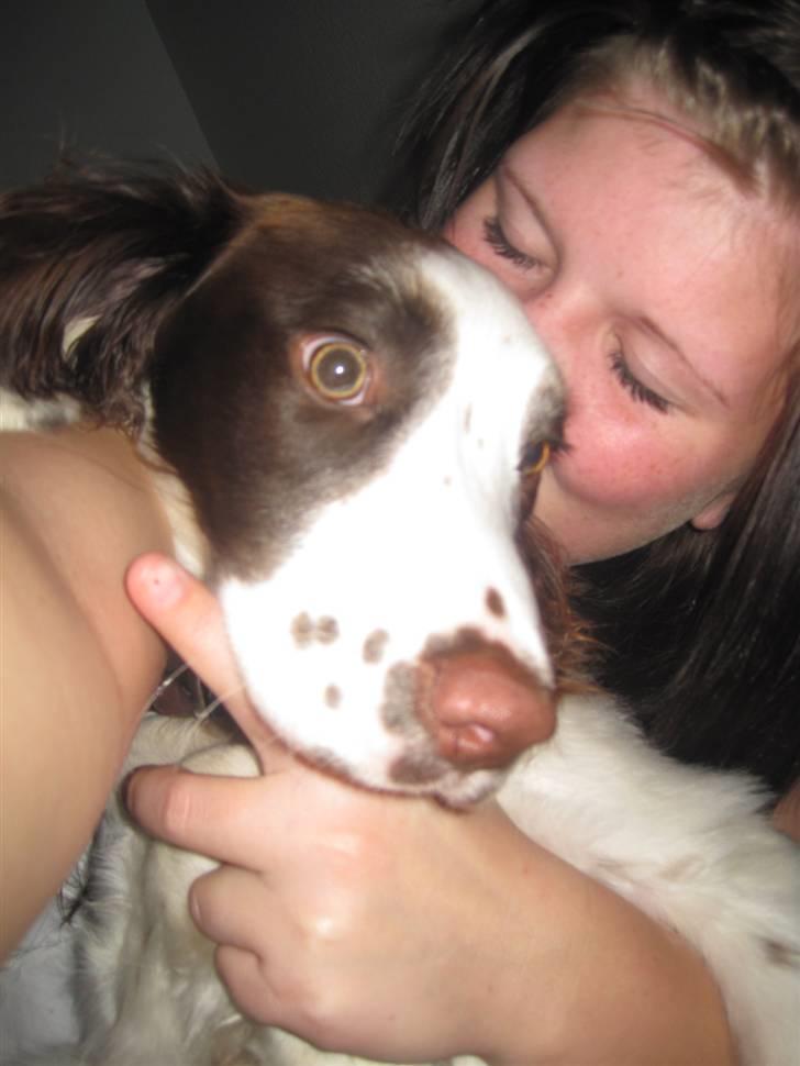 Engelsk springer spaniel - Messi. billede 18