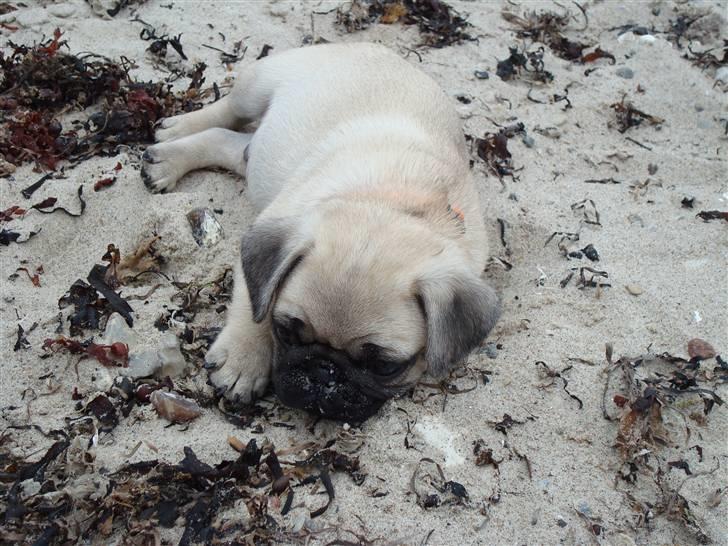 Mops Jackson *R.I.P* :'( - Slapper af på stranden. :) 31-07-10 billede 9