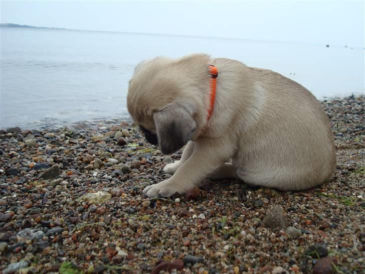 Mops Jackson *R.I.P* :'( - 31-07-10 billede 10