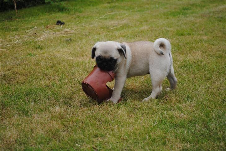 Mops Jackson *R.I.P* :'( - 04-08-10 billede 11