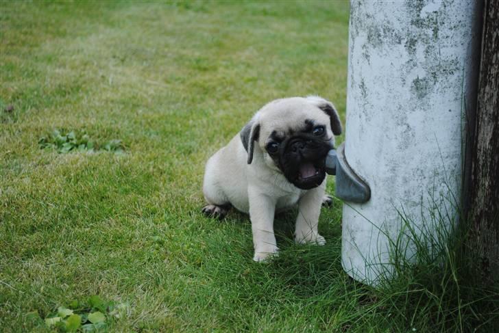 Mops Jackson *R.I.P* :'( - Der er bare et aller andet ved flagstangens bolt. 04-08-10 billede 12