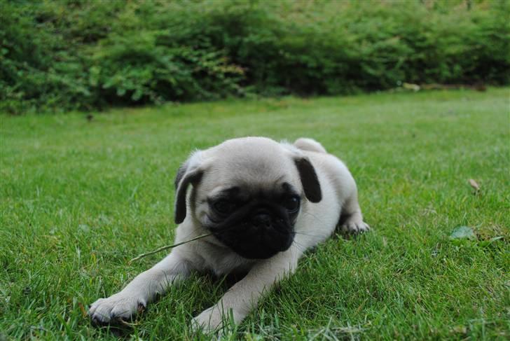 Mops Jackson *R.I.P* :'( - 04-08-10 billede 13