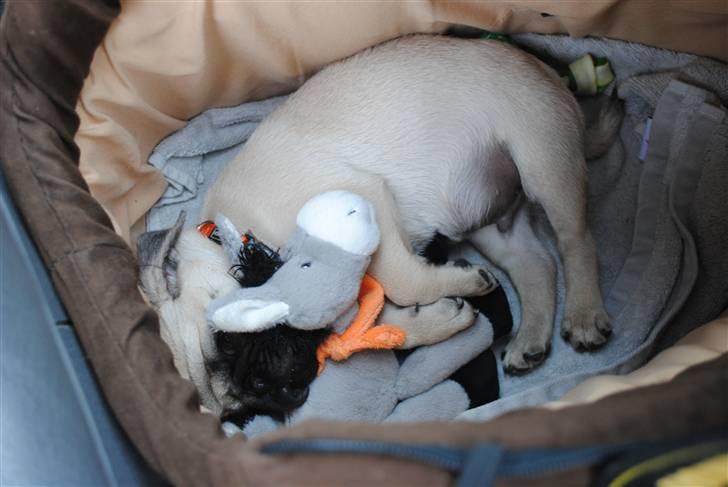 Mops Jackson *R.I.P* :'( - Her ligger han med sin yndlings bamse. 04-08-10 billede 14