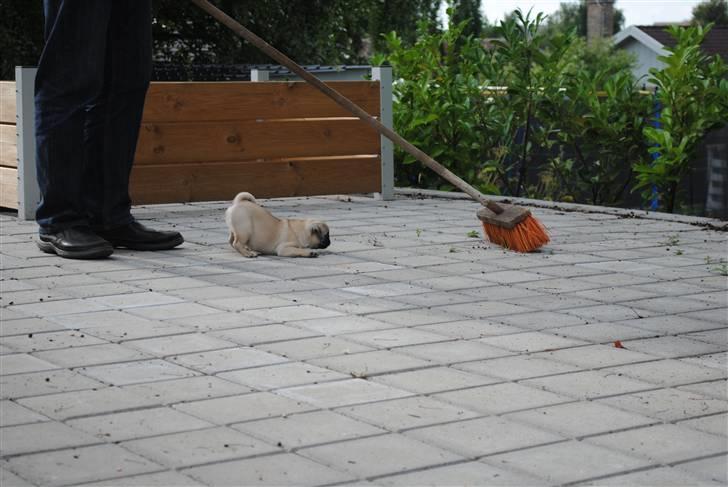 Mops Jackson *R.I.P* :'( - En kost er en meget sjov ting d: 05-08-10 billede 15