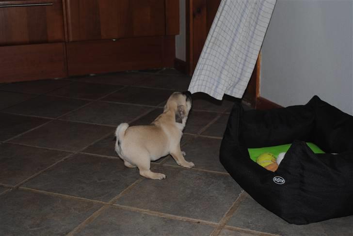 Mops Jackson *R.I.P* :'( - 08-08-10 billede 16