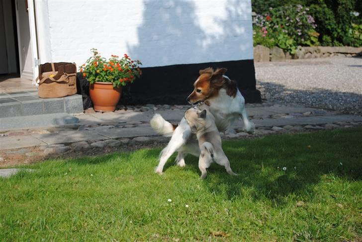 Mops Jackson *R.I.P* :'( - Leg med andre er super skønt. (; uanset størrelse. 10-08-10 billede 17