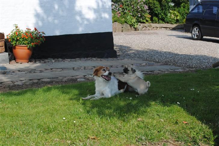 Mops Jackson *R.I.P* :'( - 10-08-10 billede 18