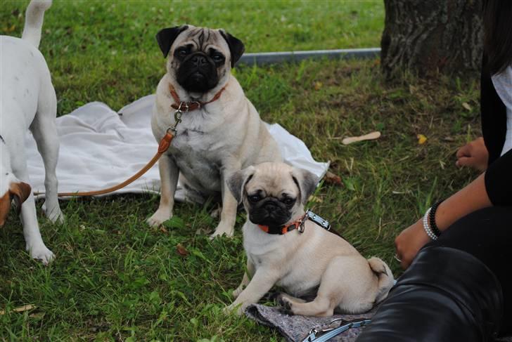 Mops Jackson *R.I.P* :'( - Tyson og Jackson. 15-08-10 billede 19