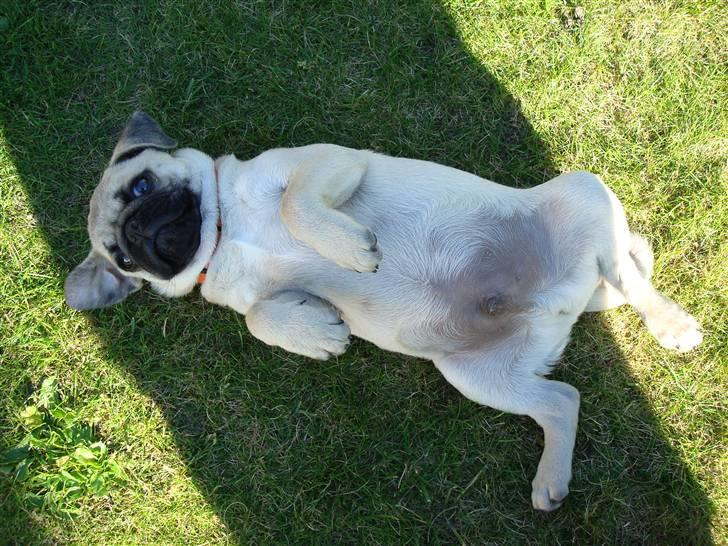 Mops Jackson *R.I.P* :'( - 06-09-10 billede 20