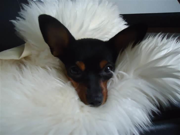 Blanding af racer Kia - 9-10 måneder.. putter under lammeskins tæppe ;)  billede 1