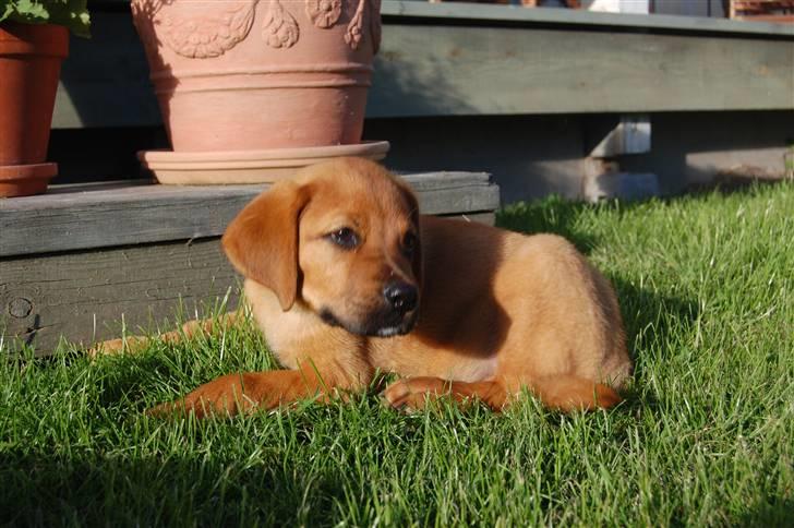 Blanding af racer Herman billede 1