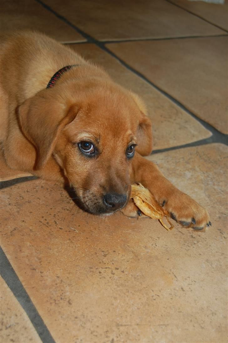 Blanding af racer Herman billede 2