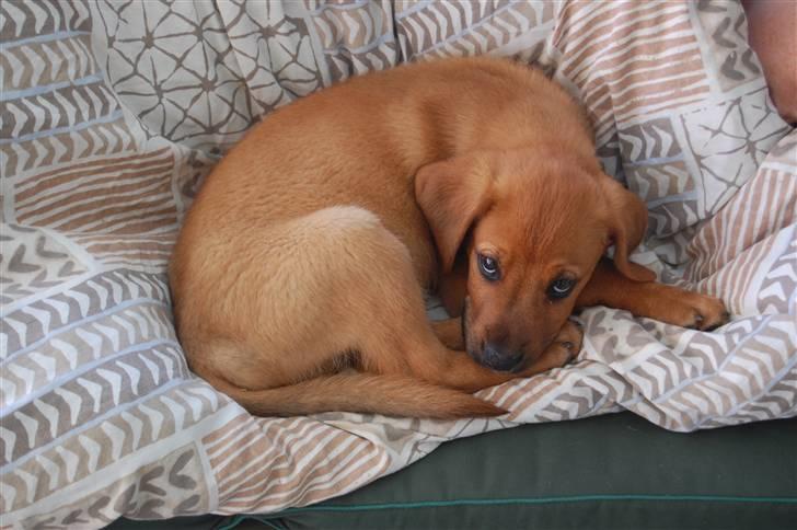 Blanding af racer Herman billede 3