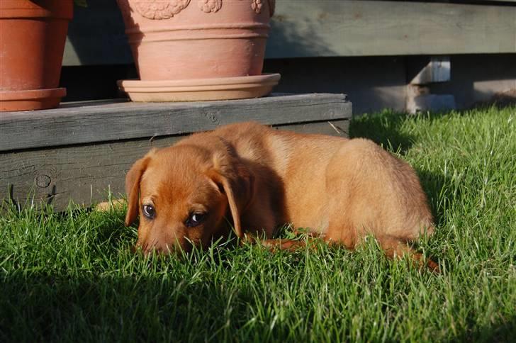 Blanding af racer Herman billede 4