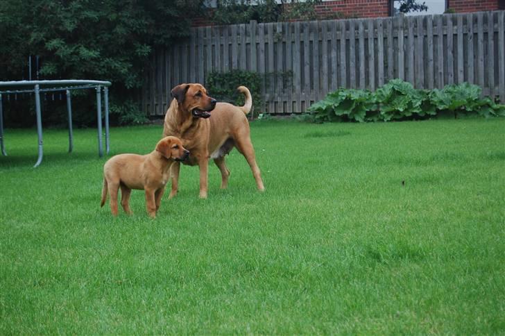 Blanding af racer Herman billede 5