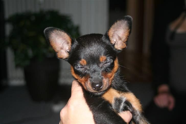 Blanding af racer Kia - Kia 10 uger billede 2