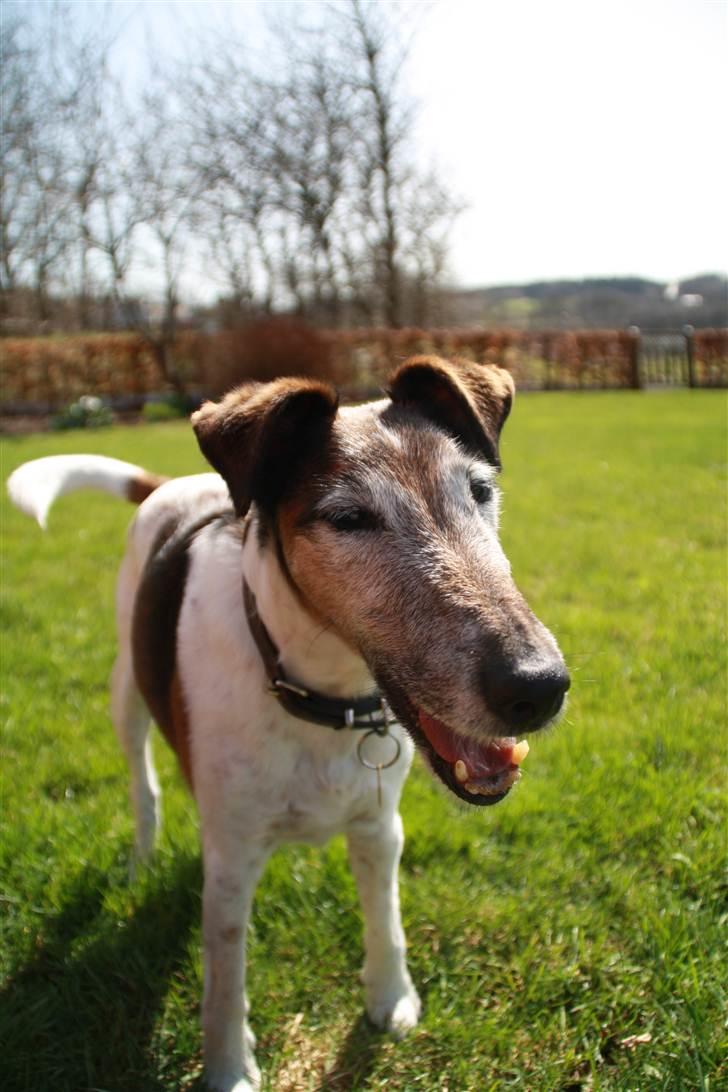 Glathåret foxterrier Ricko - Velkommen til Ricko´s profil (: - Taget af mig. billede 1