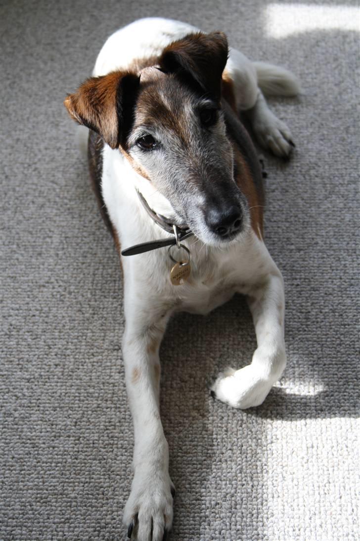 Glathåret foxterrier Ricko - Ricko som ligger på gulvet inde i stuen :D - Billede taget af mig. billede 2