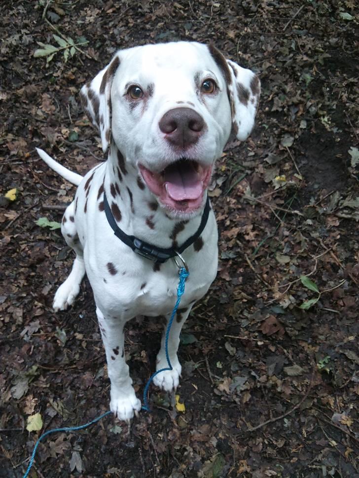 Dalmatiner Shakko (faders) - I skoven for første gang. Utrolig spændende! billede 1