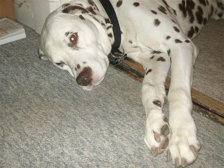 Dalmatiner Shakko (faders) - Tar´ lige en slapper efter en skovtur. billede 2