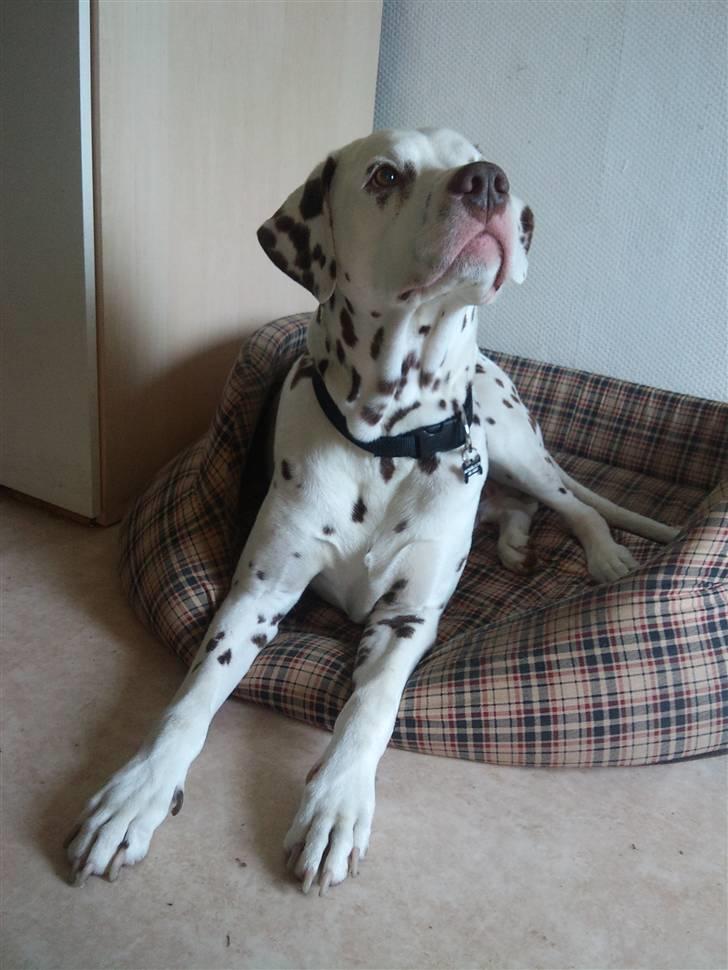Dalmatiner Shakko (faders) - Er såå opmærksom på mor. billede 3