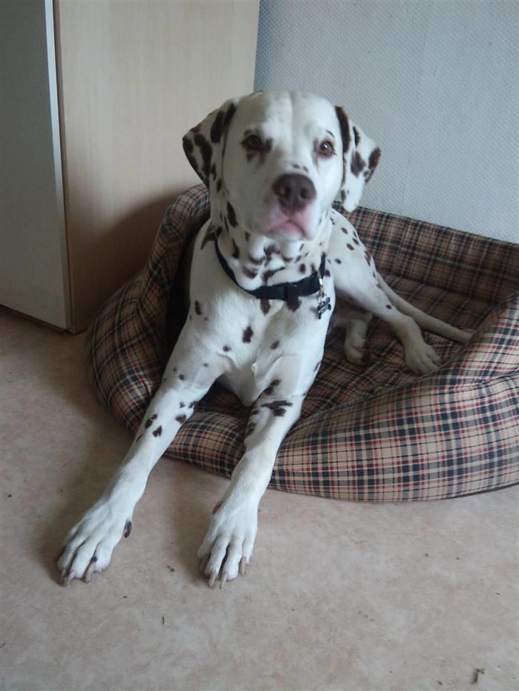 Dalmatiner Shakko (faders) - Jeg er skøn. billede 4