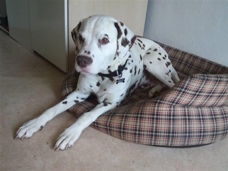 Dalmatiner Shakko (faders) billede 5