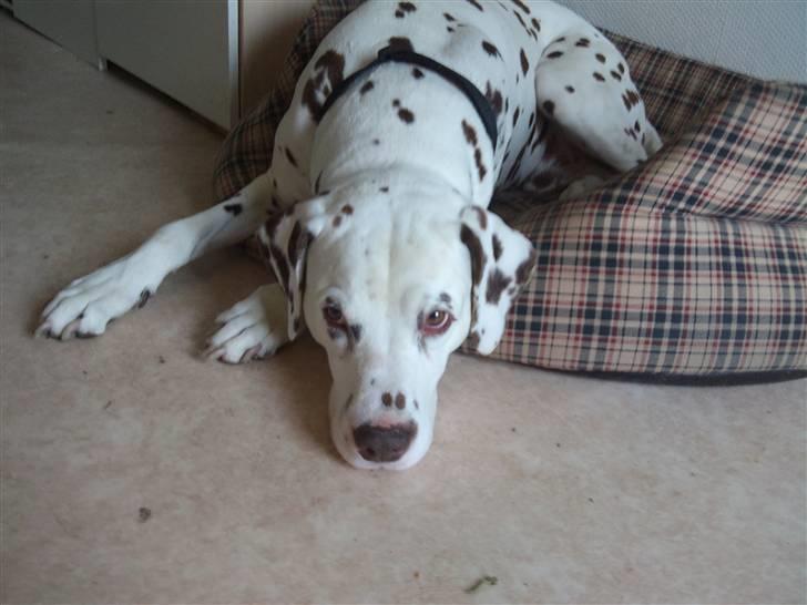 Dalmatiner Shakko (faders) billede 6