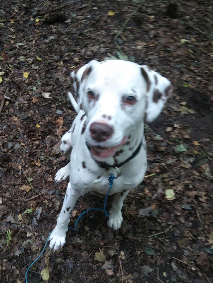 Dalmatiner Shakko (faders) billede 7