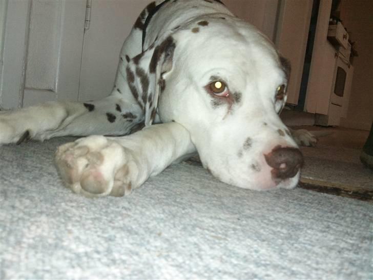 Dalmatiner Shakko (faders) billede 8